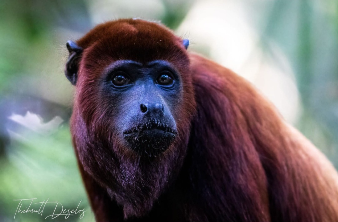 Macaco observado durante passeio na Amazônia
